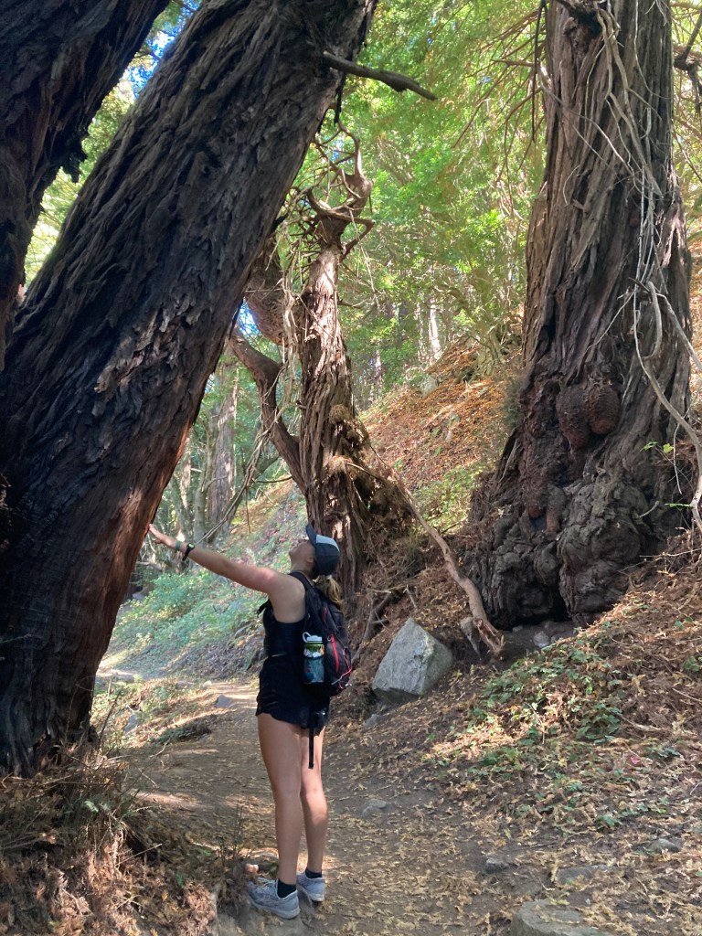 Photograph of the author looking up at a massive redwood in Northern California, filled with childlike wonder at the daily miracles of the world. 